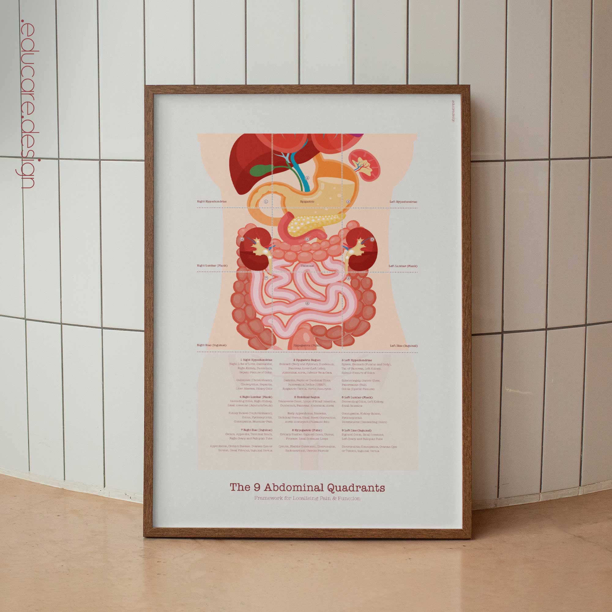 The 9 Abdominal Quadrants Anatomy Chart