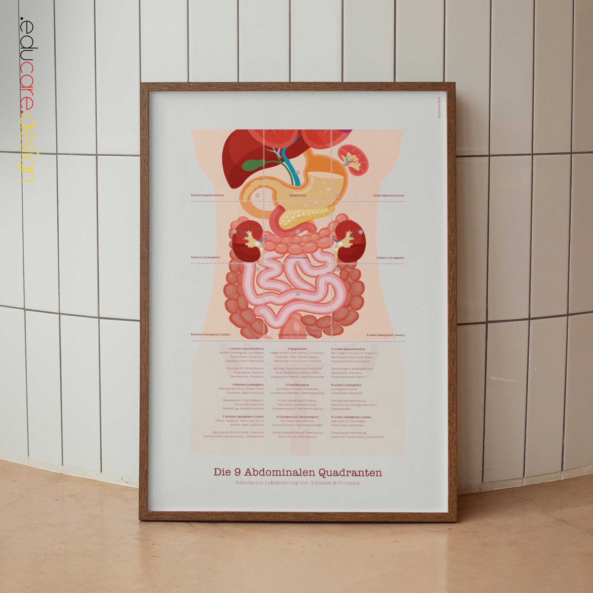 The 9 Abdominal Quadrants Anatomy Chart