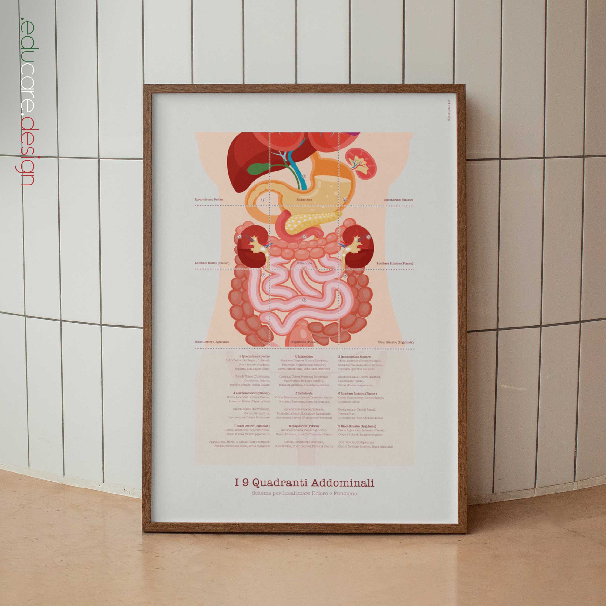 The 9 Abdominal Quadrants Anatomy Chart