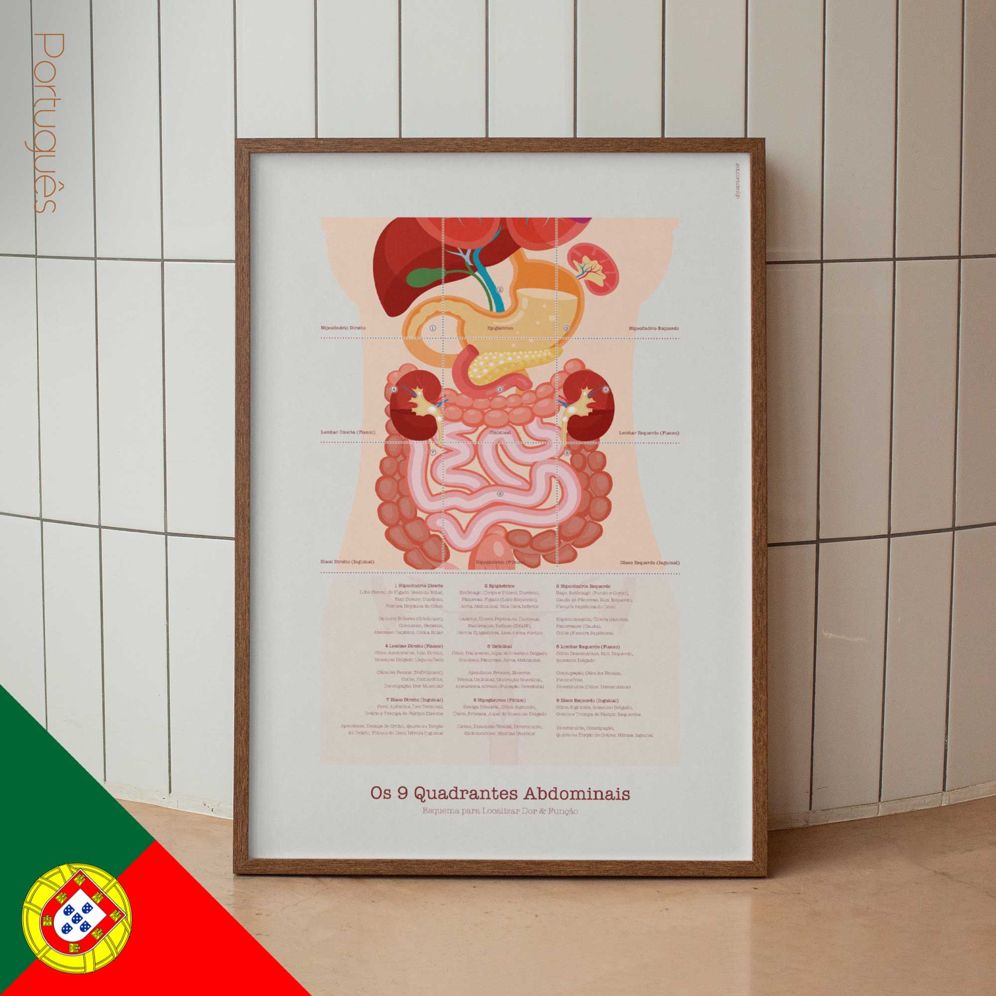 The 9 Abdominal Quadrants Anatomy Chart