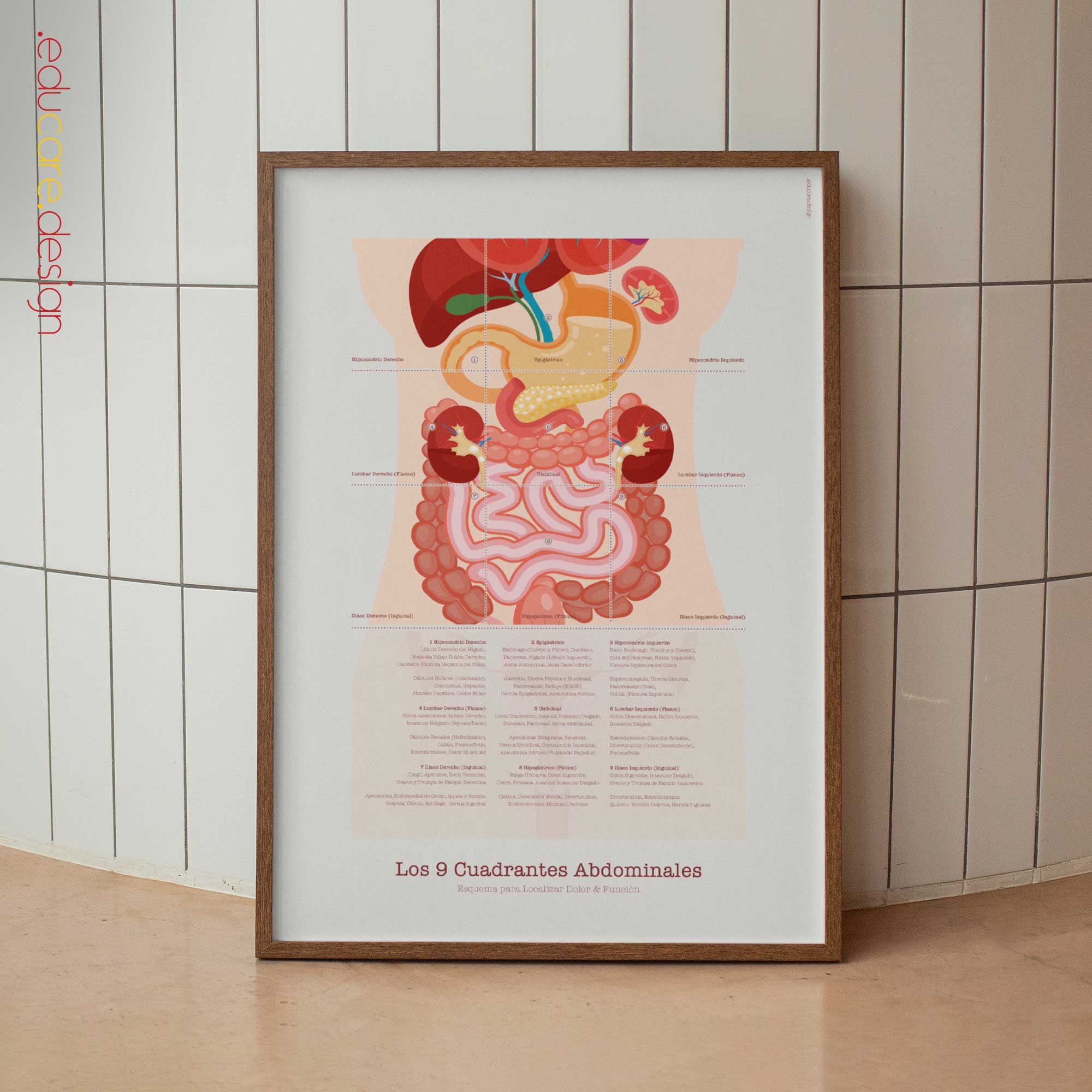 The 9 Abdominal Quadrants Anatomy Chart