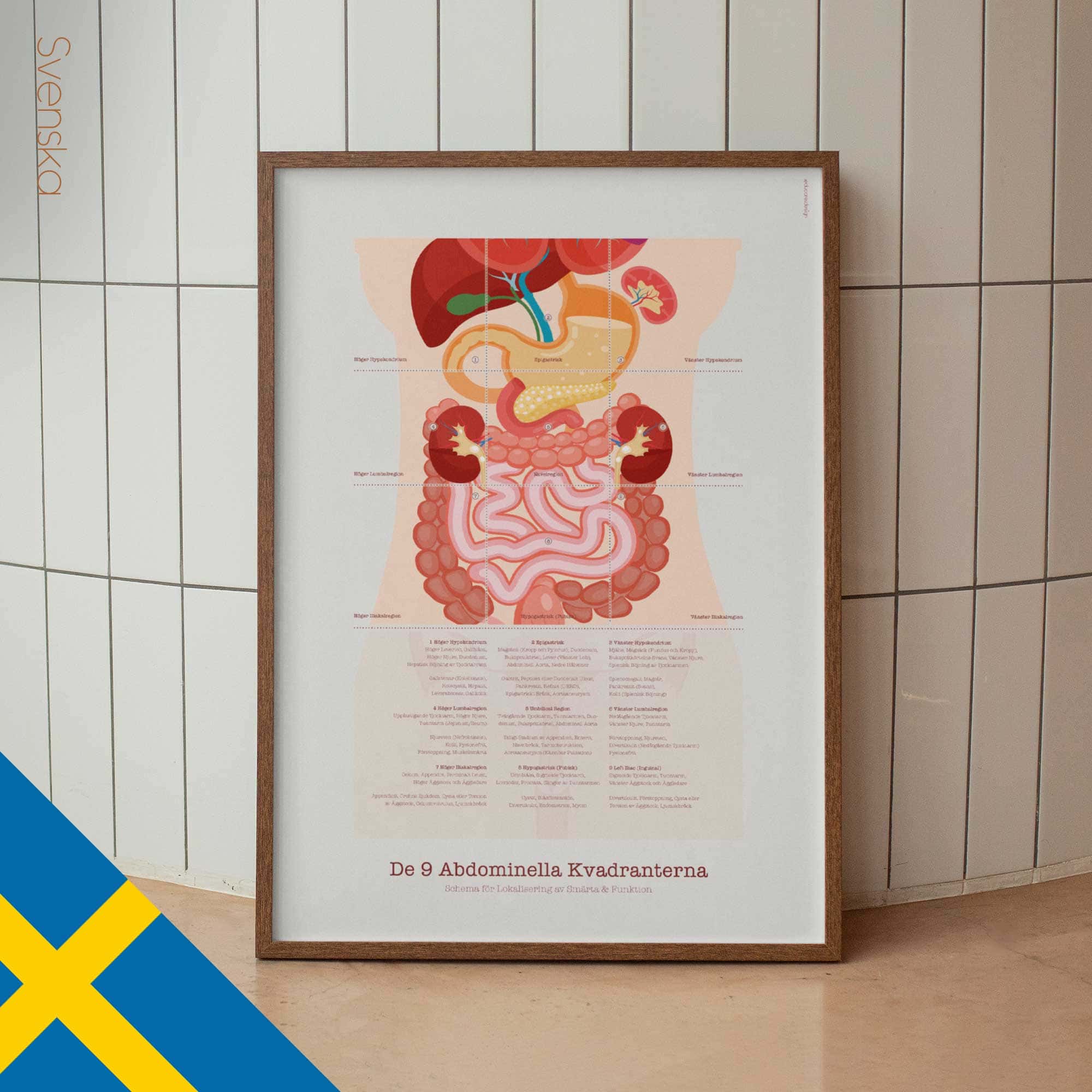 The 9 Abdominal Quadrants Anatomy Chart