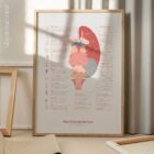 Cranial Nerves and Vestibular System anatomy chart for clinics