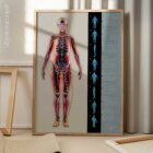 Fascial Lines and Myofascial Chains anatomy chart for clinics
