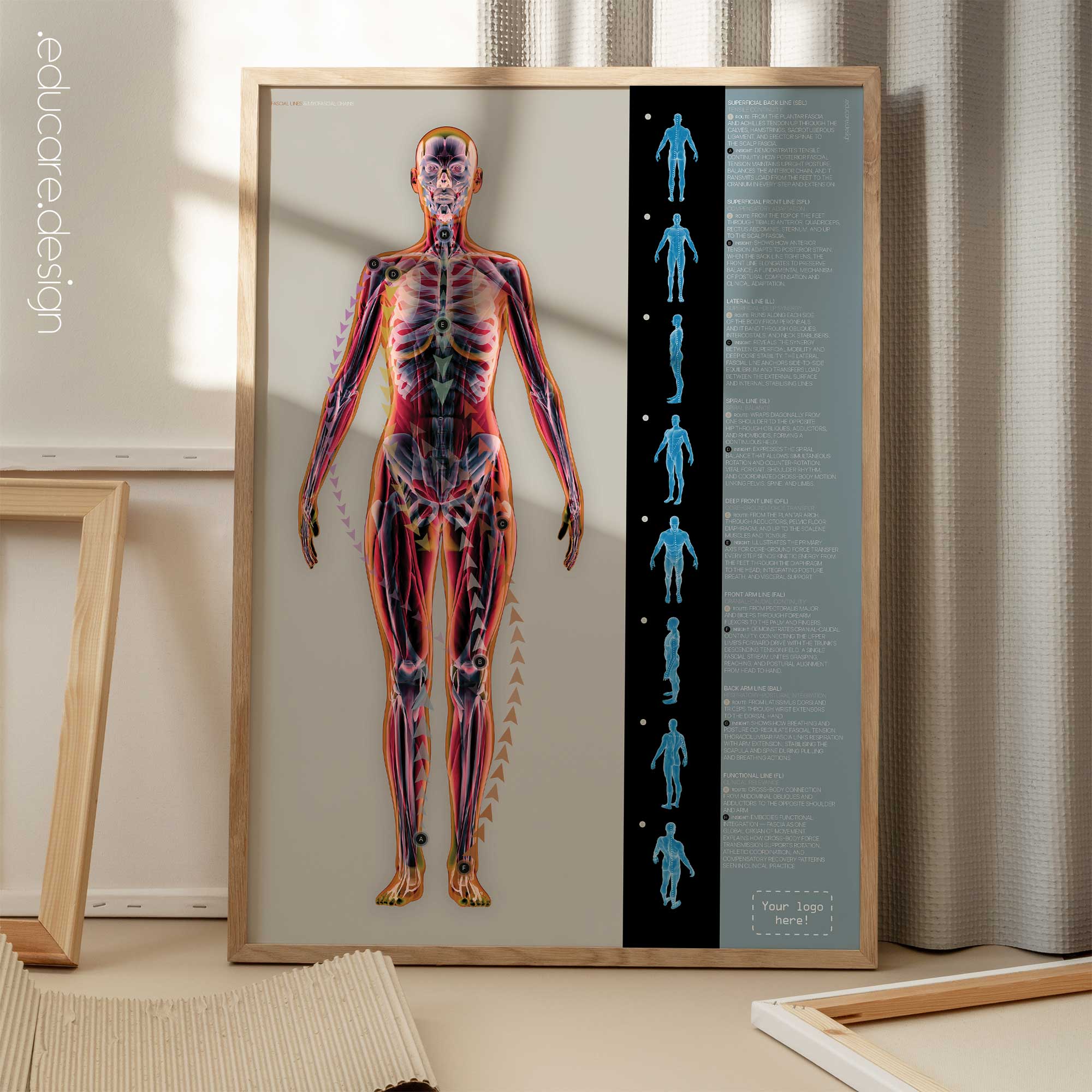 Fascial Lines and Myofascial Chains anatomy chart for clinics
