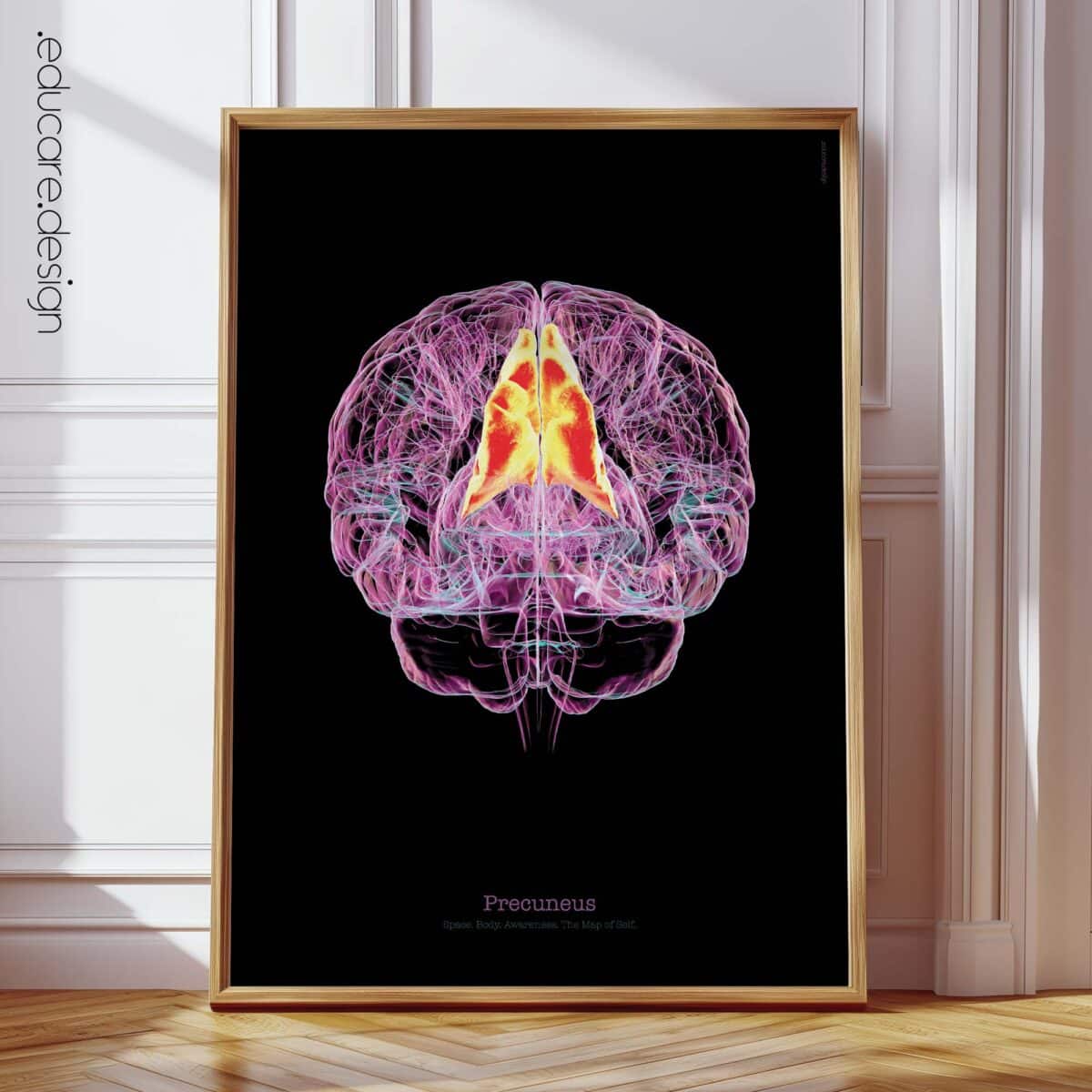 Cerebral Trilogy Set with Thalamic Complex, Precuneus, and Cingulate Cortex
