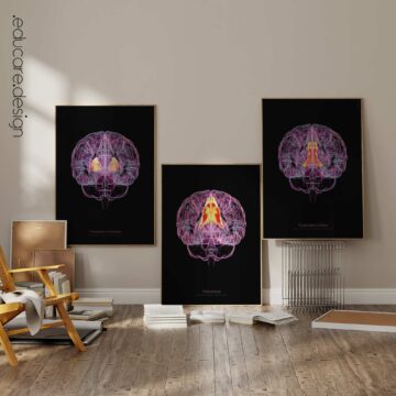 Cerebral Trilogy Set with Thalamic Complex, Precuneus, and Cingulate Cortex