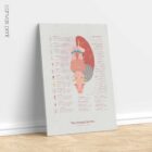Cranial Nerves and Vestibular System anatomy chart for clinics