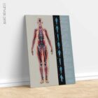 Fascial Lines and Myofascial Chains anatomy chart for clinics