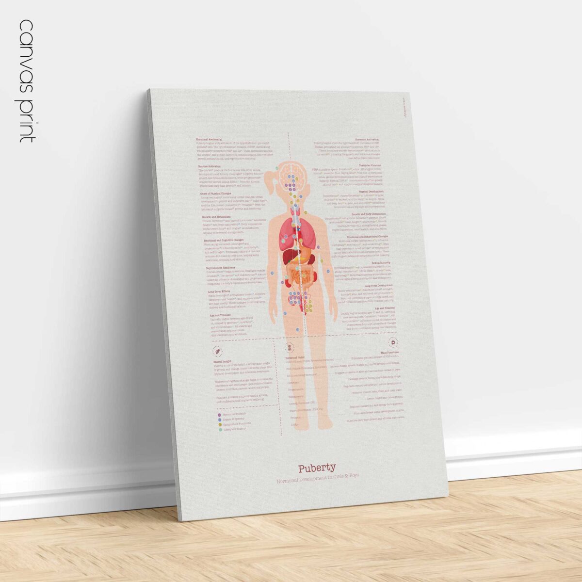 Puberty Anatomy Chart with Hormonal Development in Girls & Boys