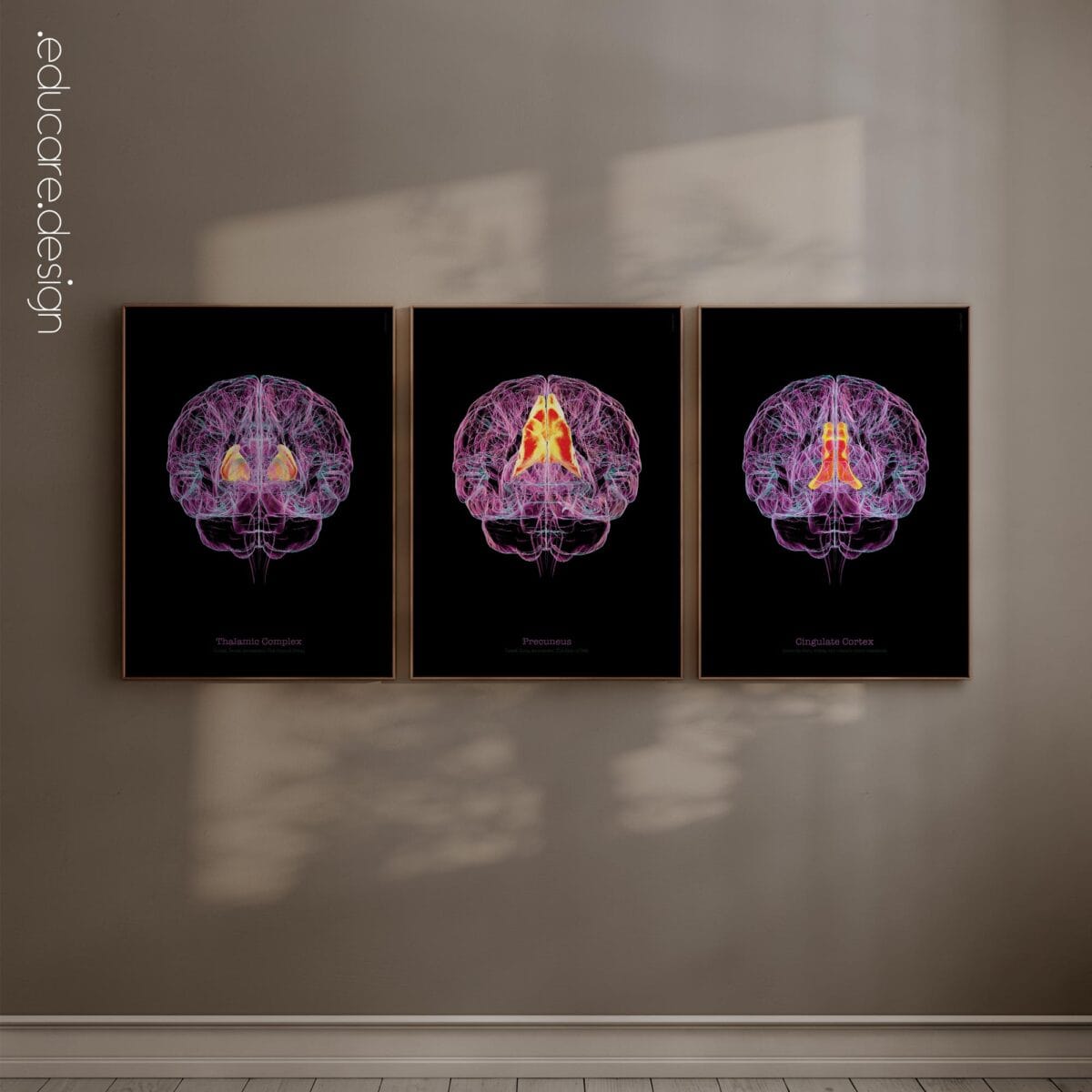 Cerebral Trilogy Set with Thalamic Complex, Precuneus, and Cingulate Cortex