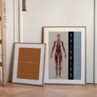 Fascial Lines and Myofascial Chains anatomy chart for clinics
