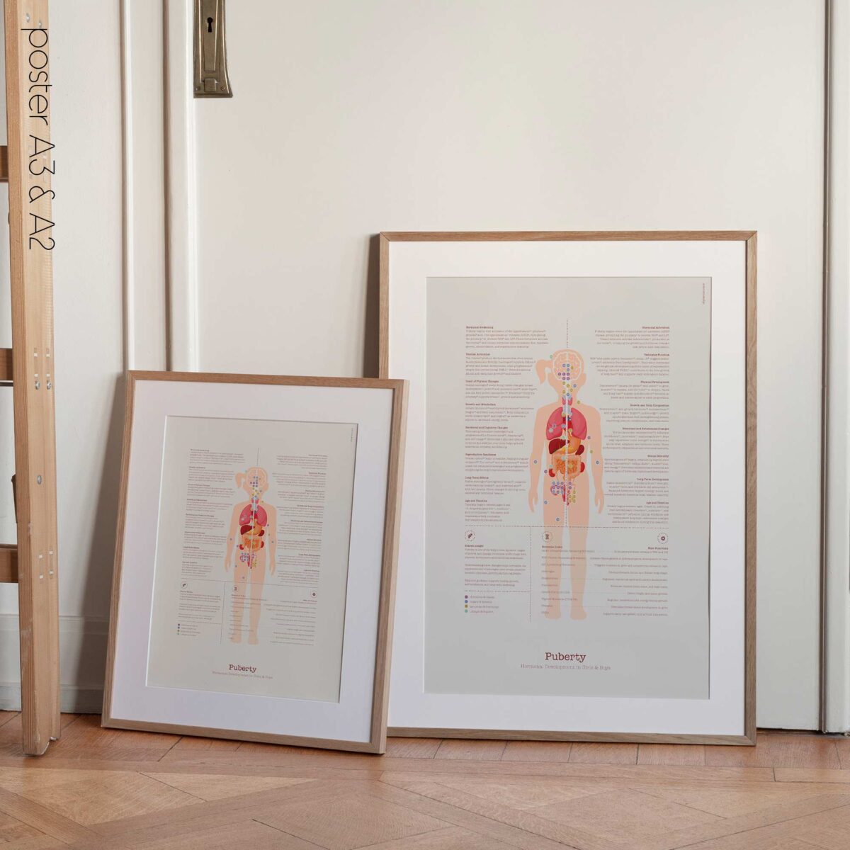 Puberty Anatomy Chart with Hormonal Development in Girls & Boys
