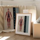Fascial Lines and Myofascial Chains anatomy chart for clinics