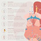 Cranial Nerves and Vestibular System anatomy chart for clinics
