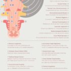 Cranial Nerves and Vestibular System anatomy chart for clinics
