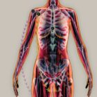 Fascial Lines and Myofascial Chains anatomy chart for clinics