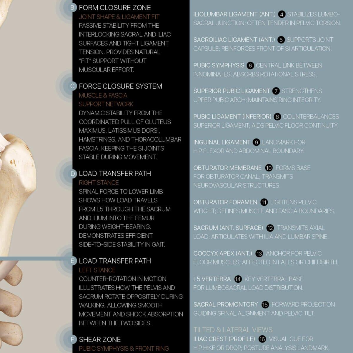 Pelvic Ligaments and Sacroiliac Biomechanics Anatomy Chart