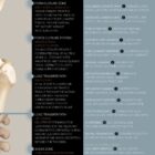 Pelvic Ligaments and Sacroiliac Biomechanics anatomy chart for clinics Pelvic Ligaments and Sacroiliac Biomechanics anatomy chart for clinics
