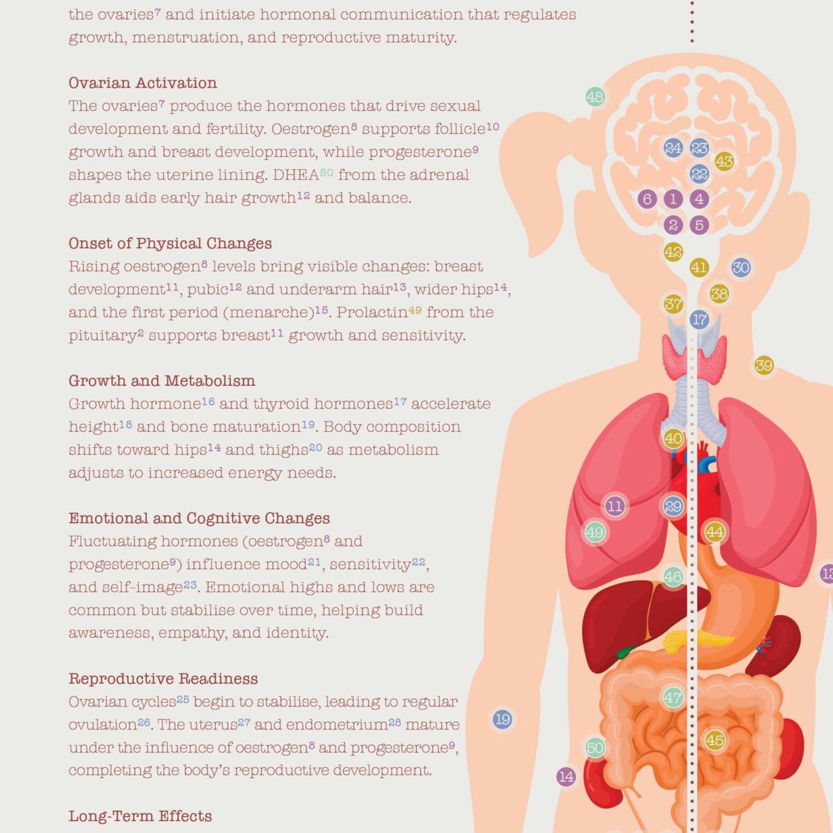 Puberty Anatomy Chart with Hormonal Development in Girls & Boys
