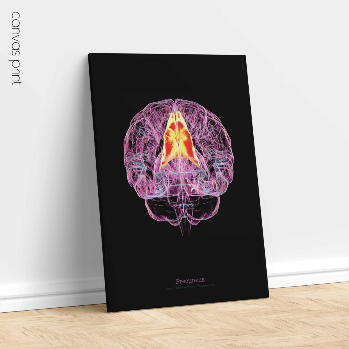 Cerebral Trilogy Set with Thalamic Complex, Precuneus, and Cingulate Cortex