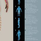 Fascial Lines and Myofascial Chains anatomy chart for clinics