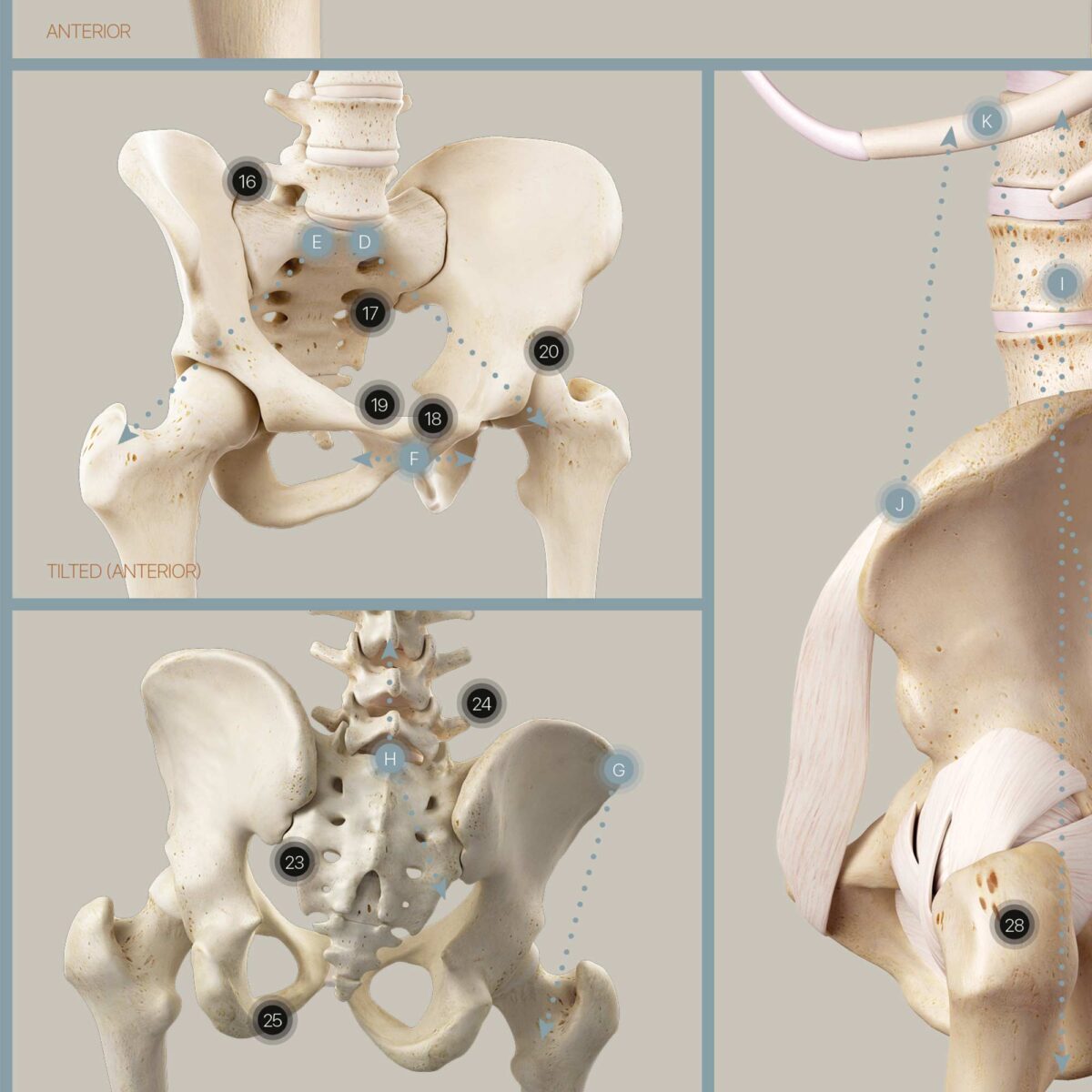 Pelvic Ligaments and Sacroiliac Biomechanics Anatomy Chart