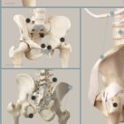 Pelvic Ligaments and Sacroiliac Biomechanics anatomy chart for clinics Pelvic Ligaments and Sacroiliac Biomechanics anatomy chart for clinics