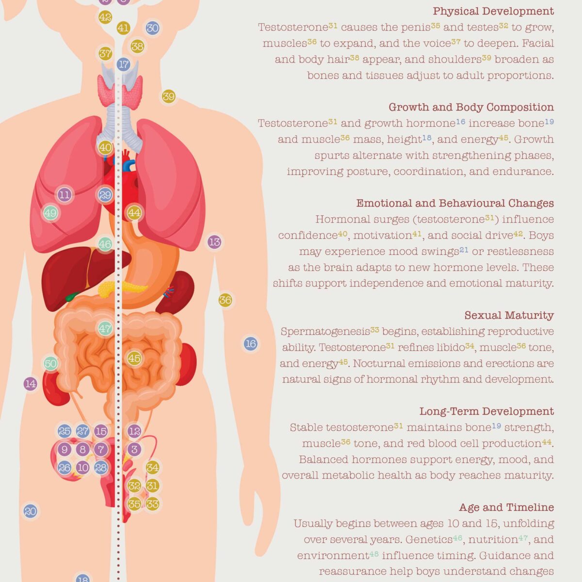 Puberty Anatomy Chart with Hormonal Development in Girls & Boys