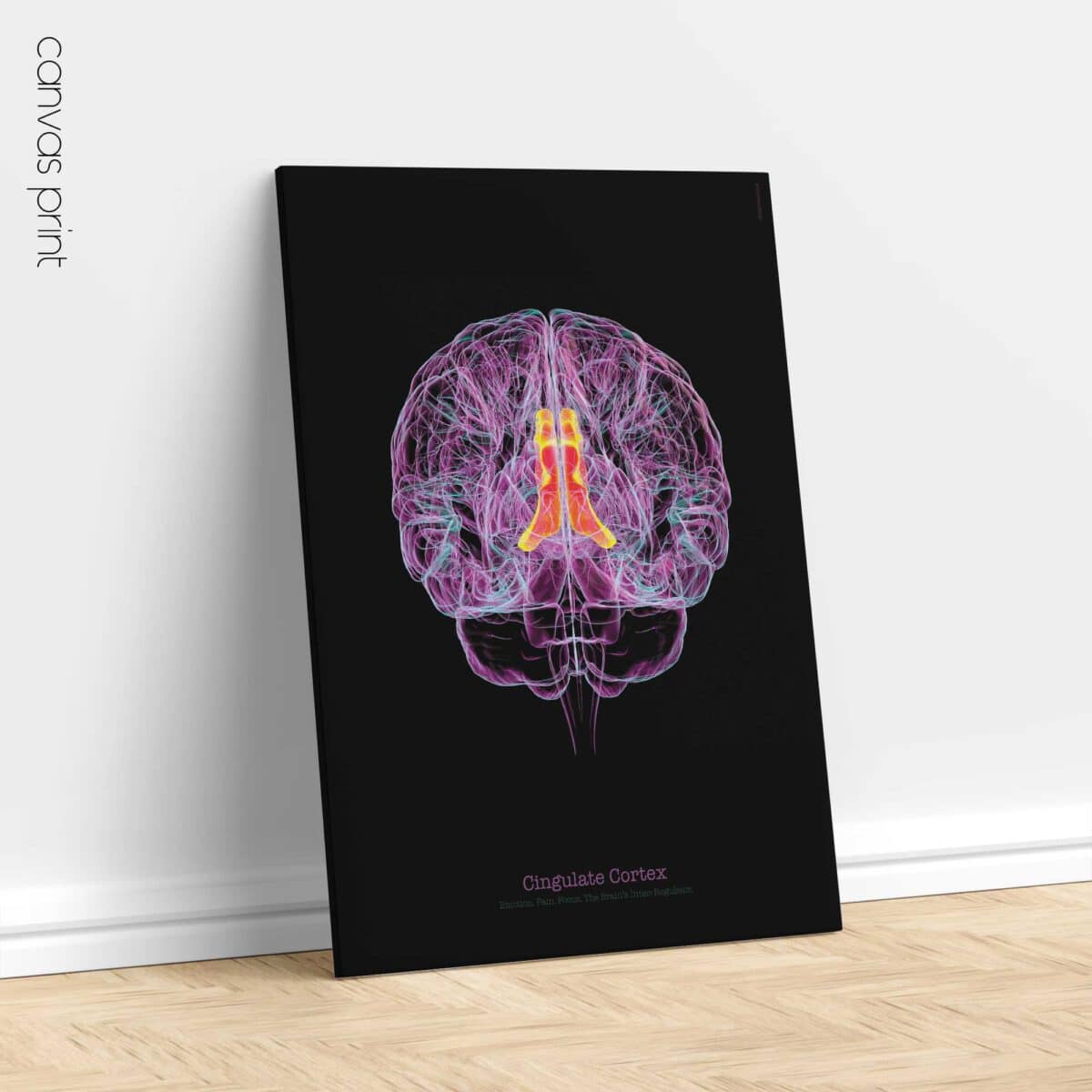 Cerebral Trilogy Set with Thalamic Complex, Precuneus, and Cingulate Cortex