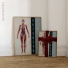 Fascial Lines and Myofascial Chains anatomy chart for clinics