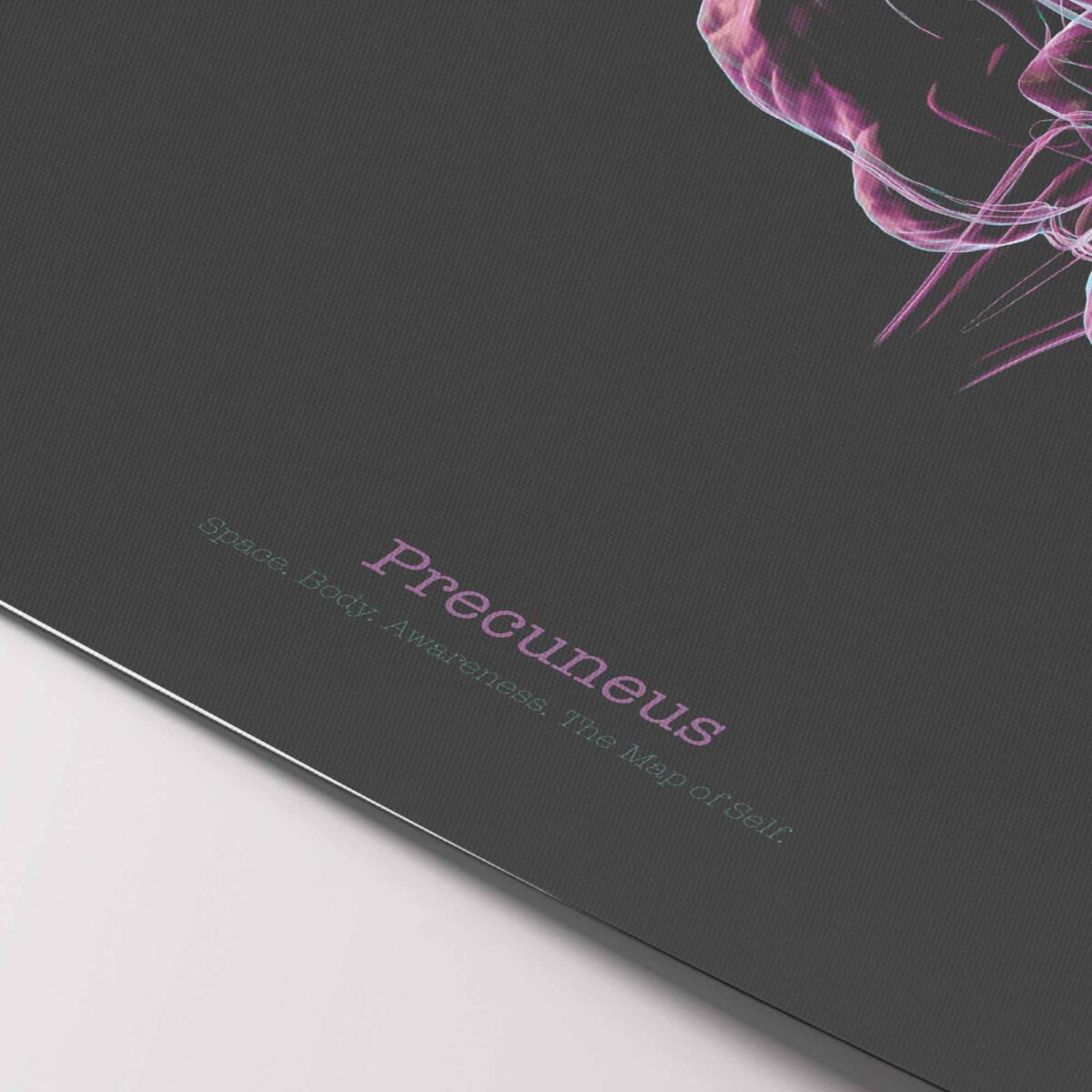 Cerebral Trilogy Set with Thalamic Complex, Precuneus, and Cingulate Cortex