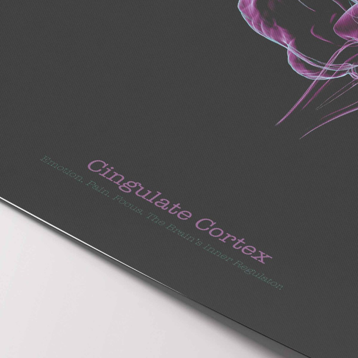 Cerebral Trilogy Set with Thalamic Complex, Precuneus, and Cingulate Cortex
