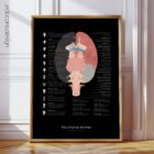 Cranial Nerves and Vestibular System anatomy chart for clinics