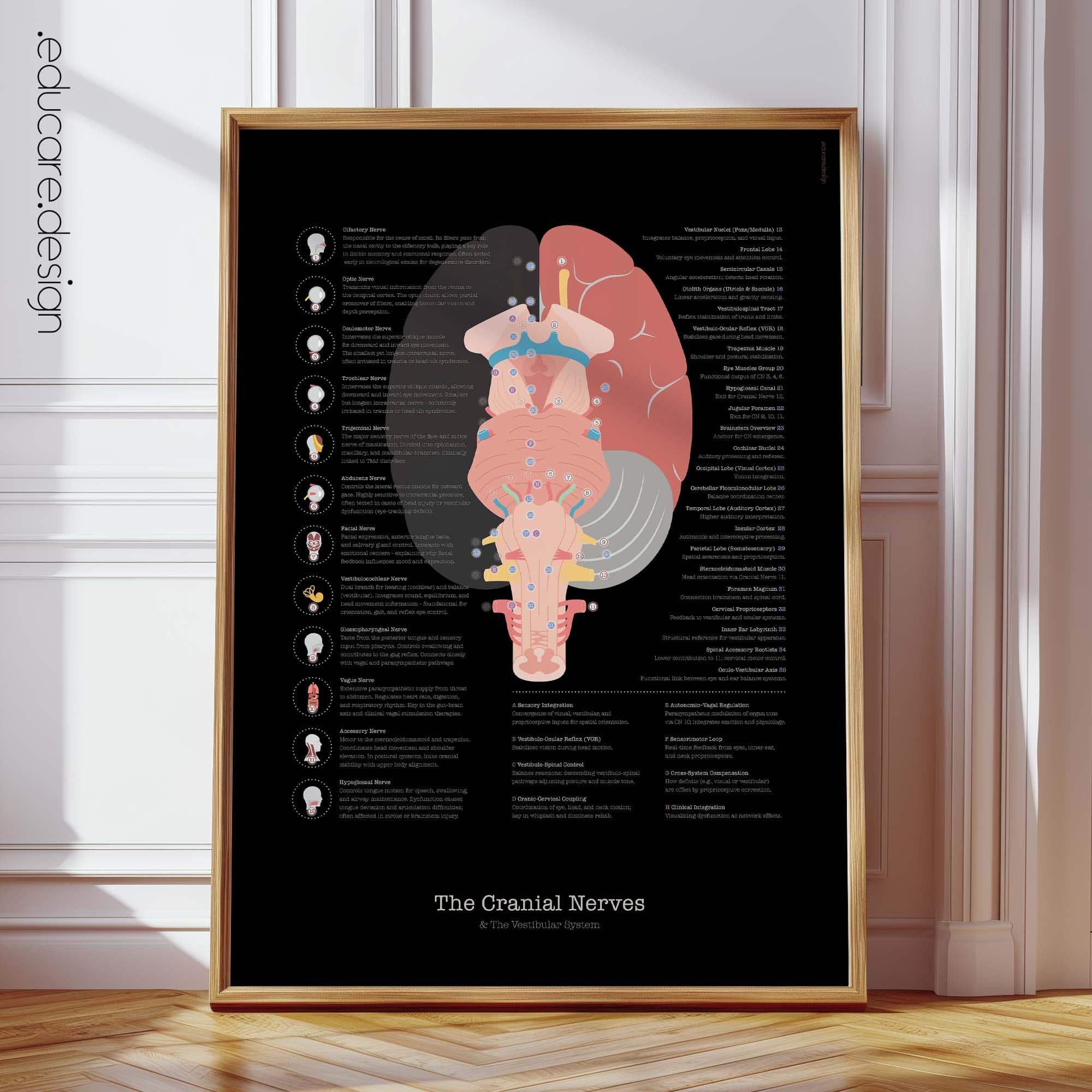 Cranial Nerves and Vestibular System Anatomy Chart