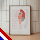 Hersenzenuwen en het Vestibulaire Systeem anatomisch diagram voor praktijken en klinieken