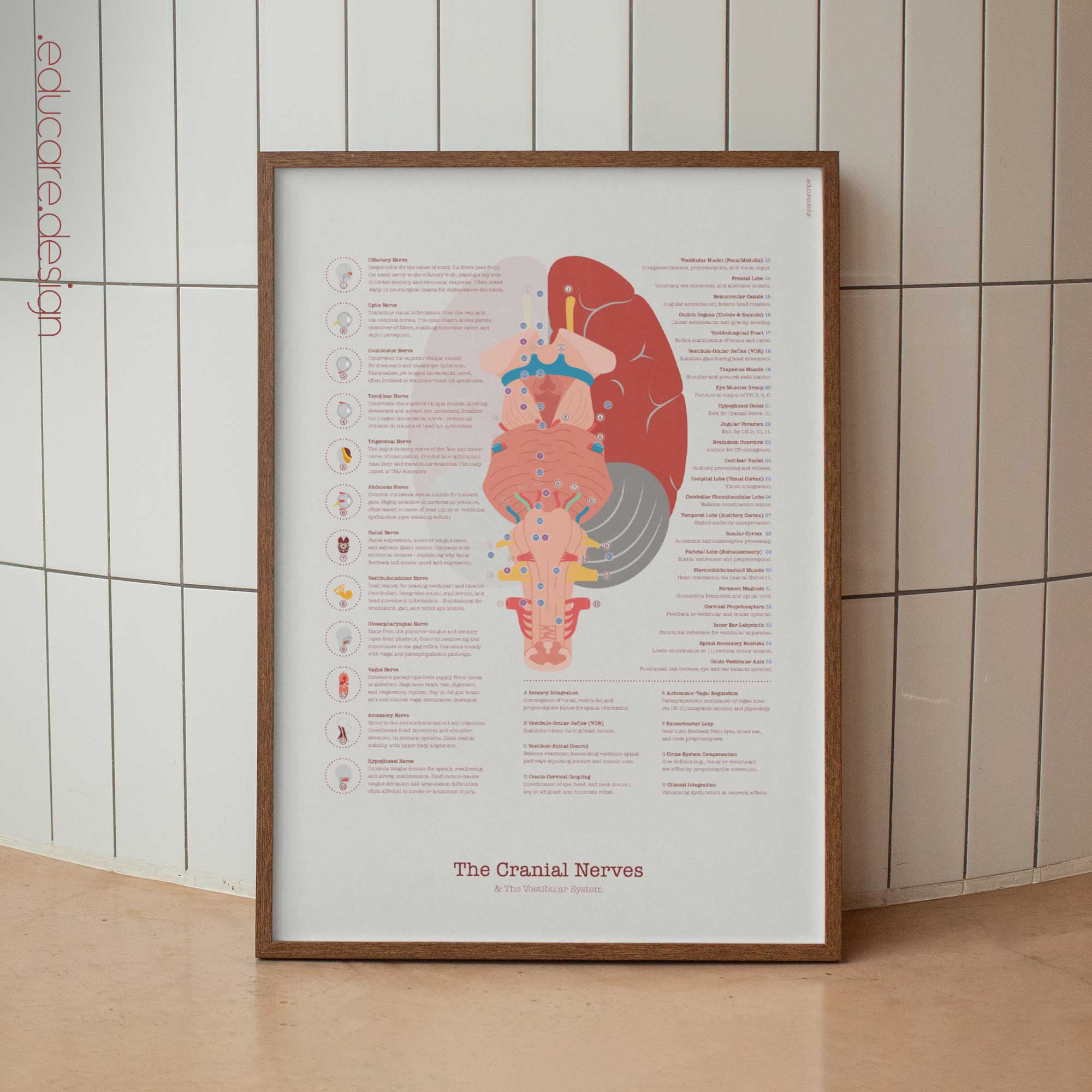 Cranial Nerves and Vestibular System anatomy chart for clinics