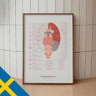 Kraniella Nerver och Vestibulära Systemet anatomidiagram för kliniker