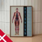 Fascielle Linjer og Myofascielle Kæder anatomidiagram til klinikker