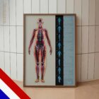 Fasciale Lijnen en Myofasciale Ketens anatomisch diagram voor praktijken en klinieken