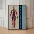 Fascial Lines and Myofascial Chains anatomy chart for clinics