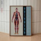 Lignes Fasciales et Chaînes Myofasciales planche anatomique pour cabinets et cliniques