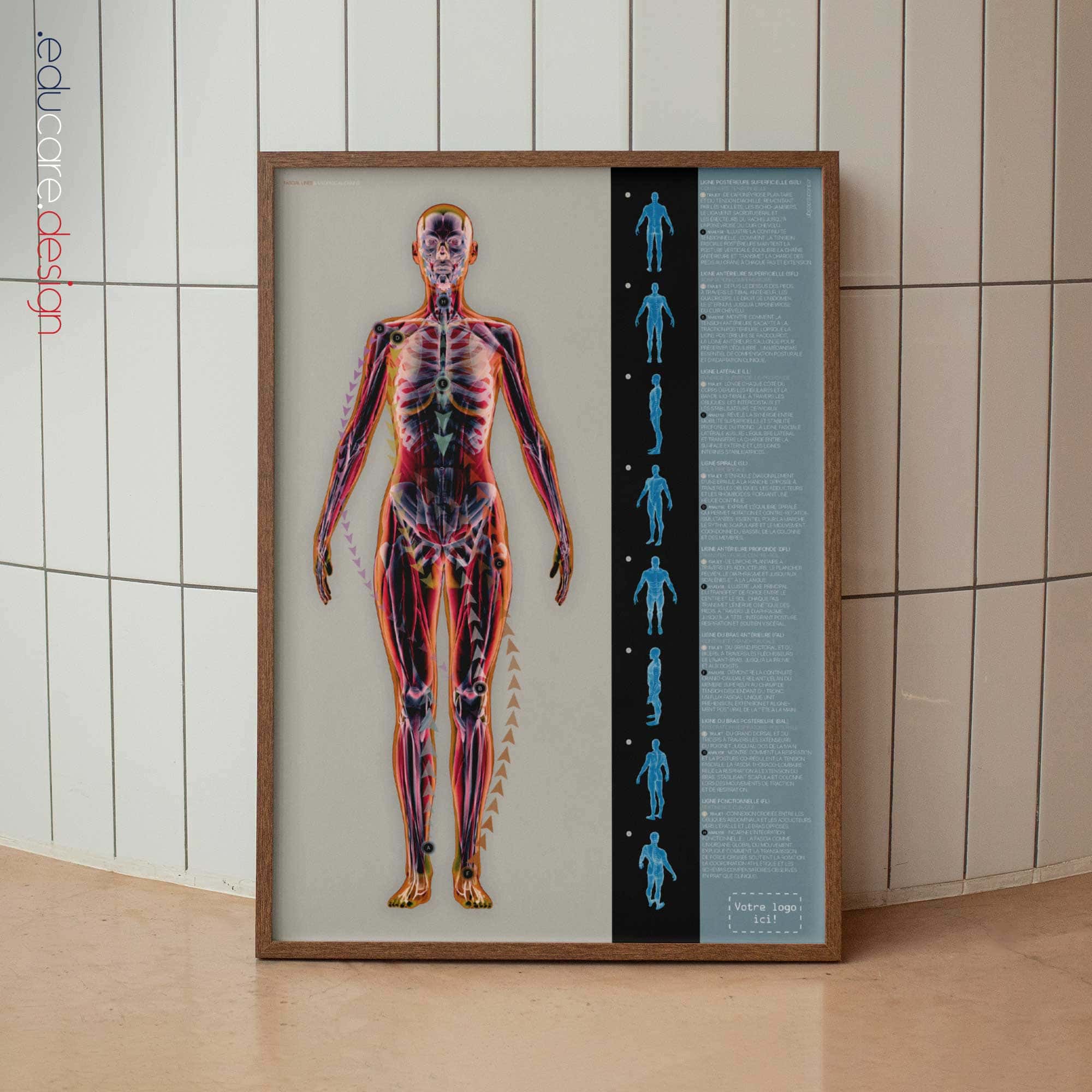 Lignes Fasciales et Chaînes Myofasciales planche anatomique pour cabinets et cliniques