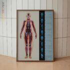 Fasziale Linien und Myofasziale Ketten Anatomie-Chart für Praxen und Kliniken