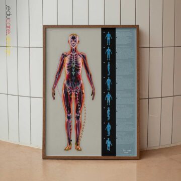 Faszie und Fasziale Gewebeschichten Anatomie-Chart für Praxen und Kliniken