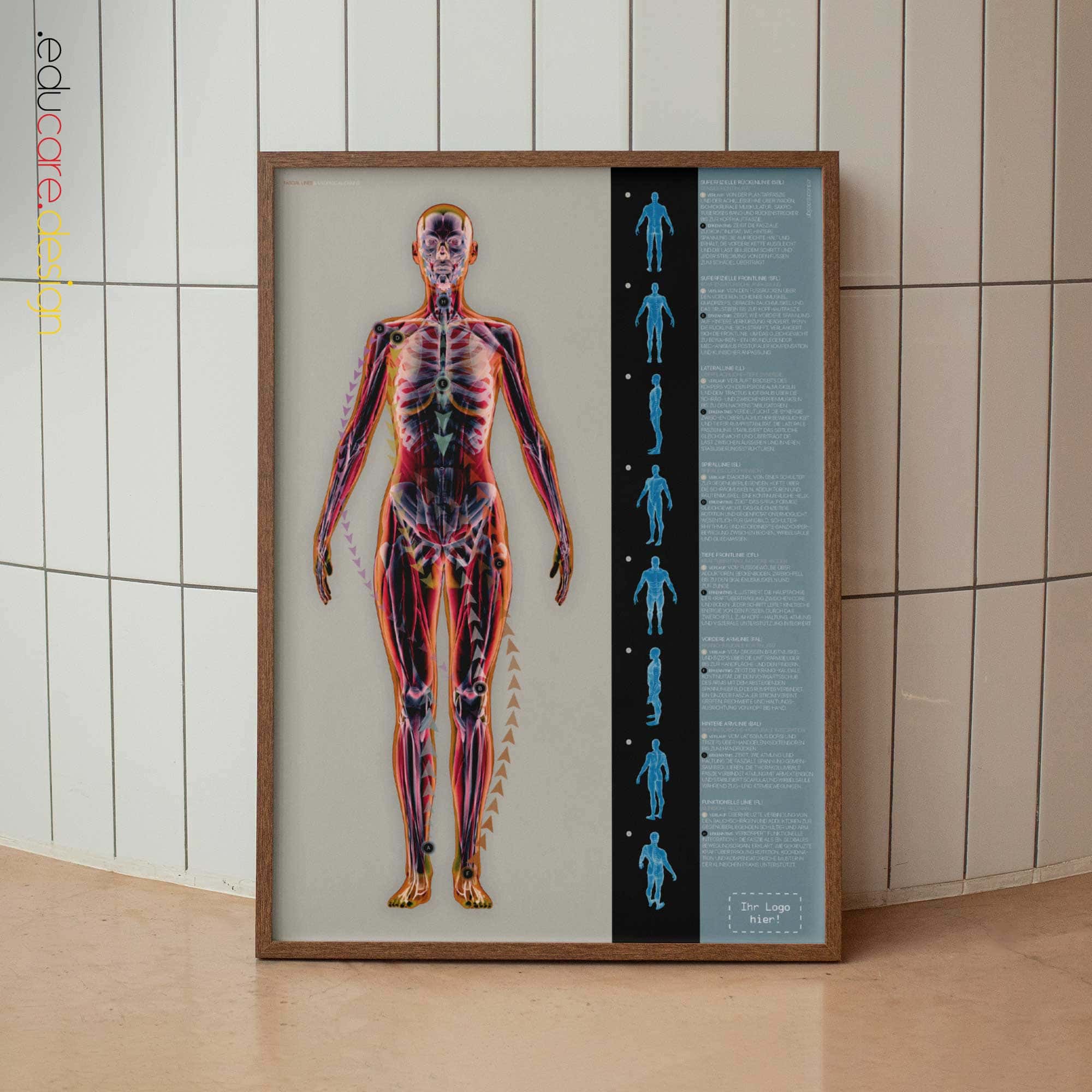 Fasziale Linien und Myofasziale Ketten Anatomie-Chart für Praxen und Kliniken