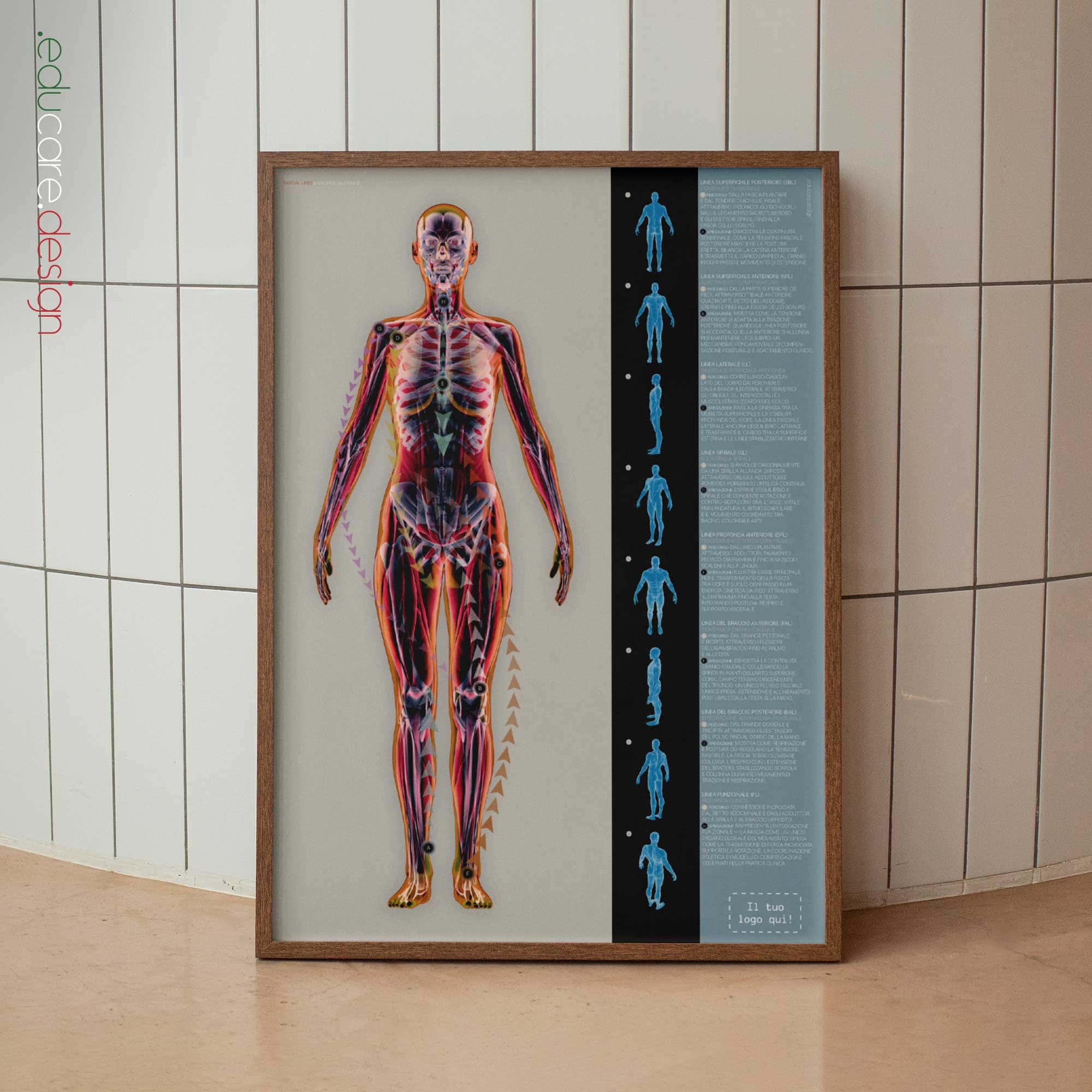 Linee Fasciali e Catene Miofasciali tavola anatomica per studi e cliniche