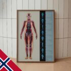 Fascielle Linjer og Myofascielle Kjeder anatomidiagram for klinikker