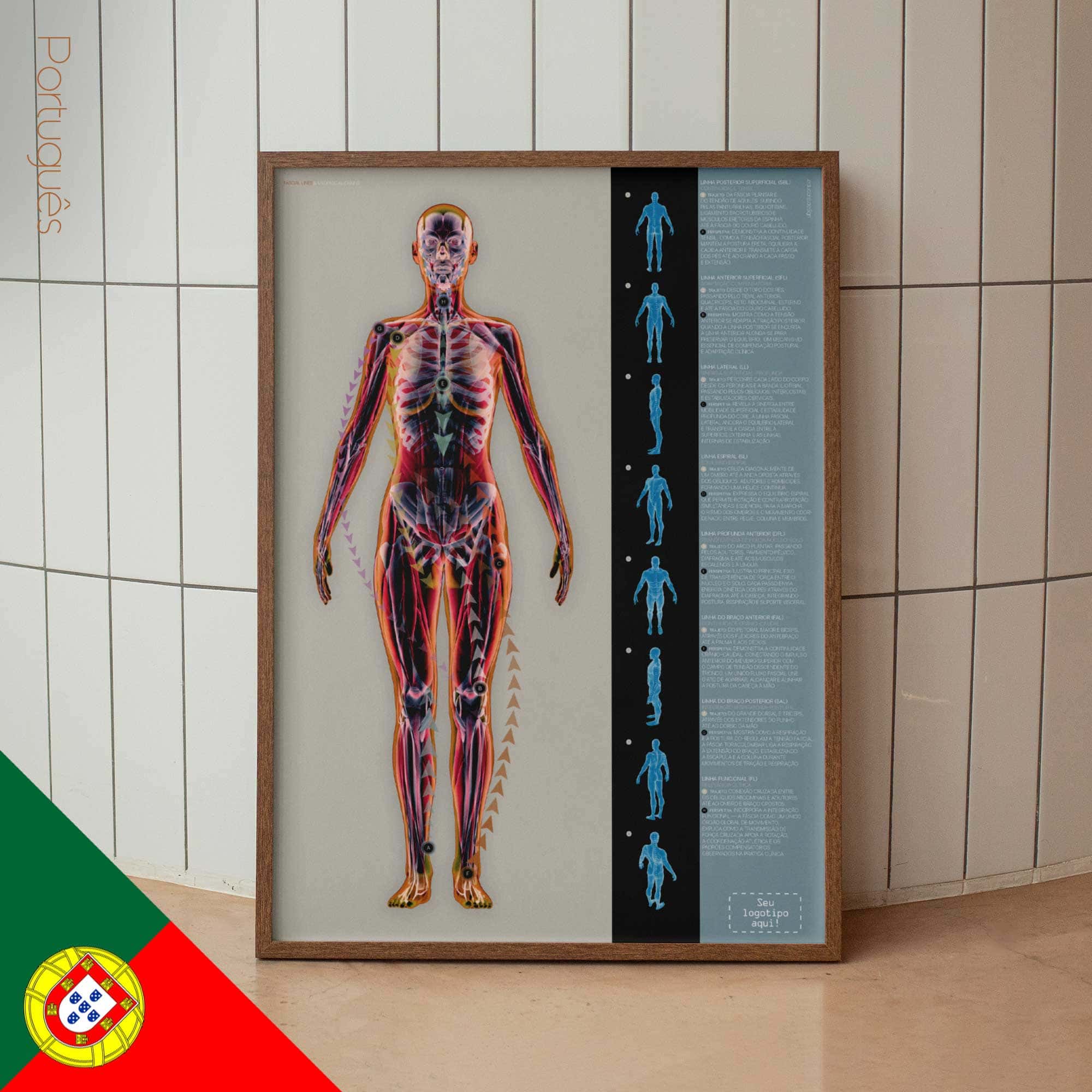 Fascial Lines and Myofascial Chains