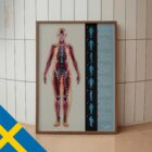 Fasciella Linjer och Myofasciella Kedjor anatomidiagram för kliniker